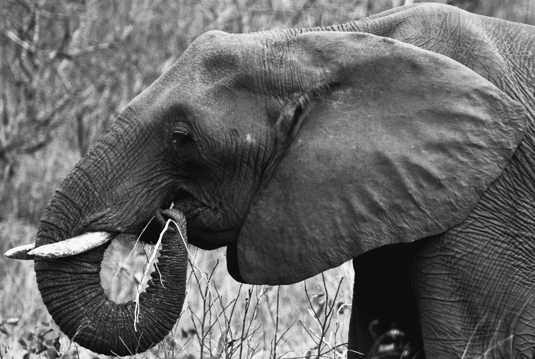 Elephant